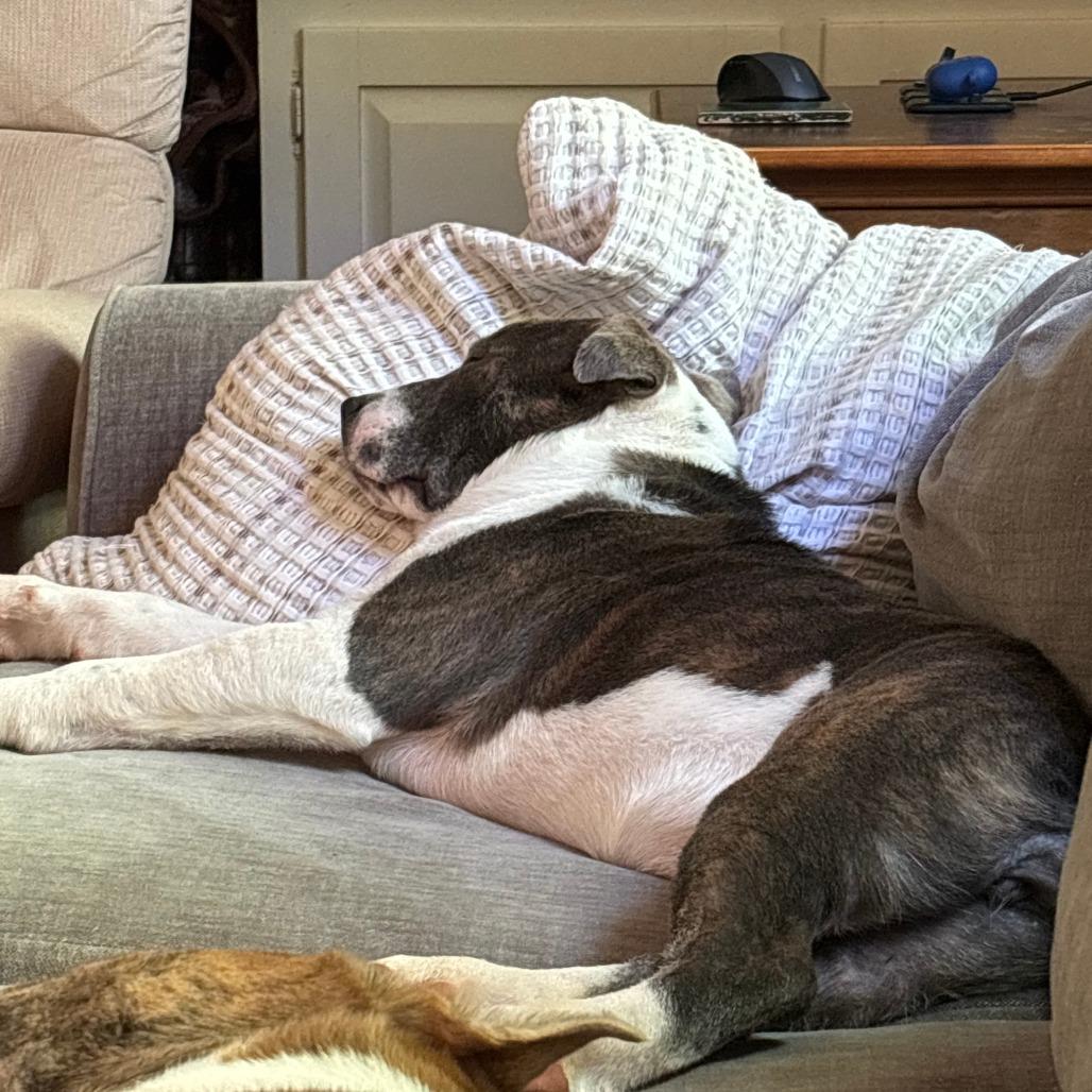 Enlarge Raisin, a Adoptable mixed breed in Raleigh, NC image 2/6