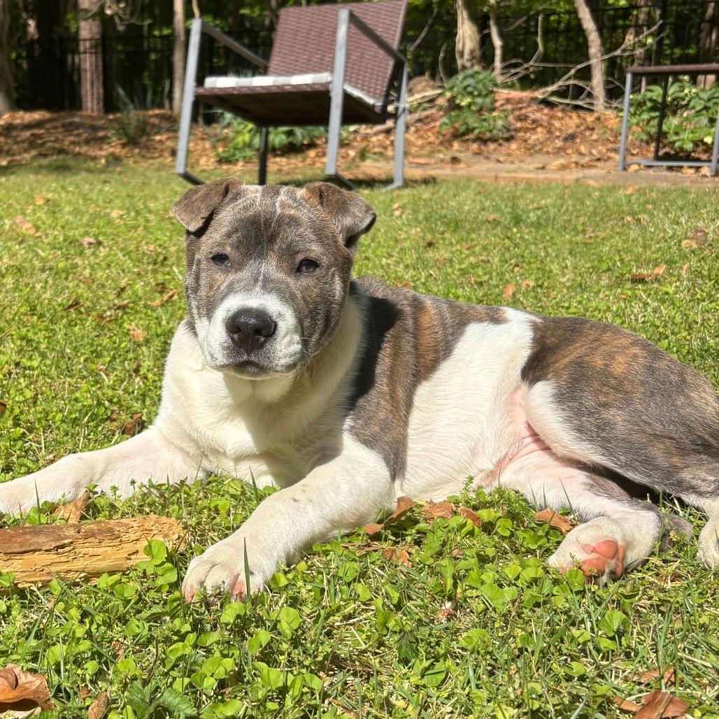 Enlarge Raisin, a Adoptable mixed breed in Raleigh, NC image 3/6