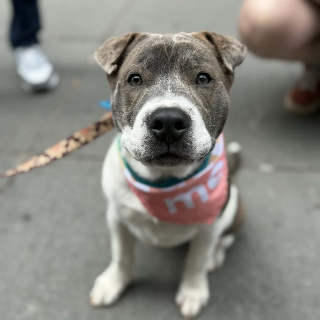 Enlarge Raisin, a Adoptable mixed breed in Raleigh, NC image 3/6