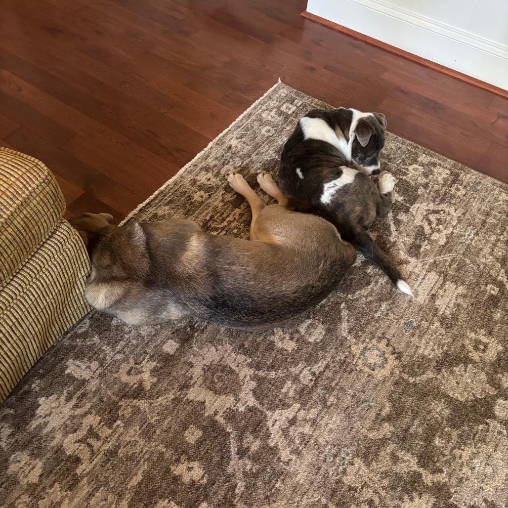 Enlarge Raisin, a Adoptable mixed breed in Raleigh, NC image 4/6