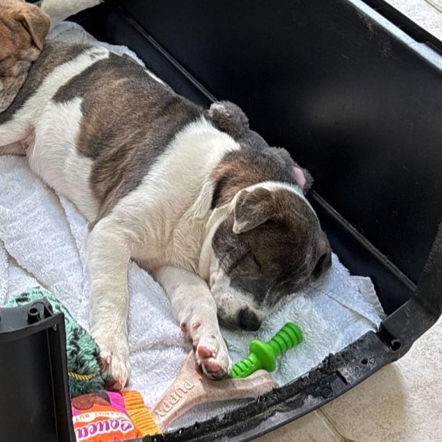 Enlarge Raisin, a Adoptable mixed breed in Raleigh, NC image 5/6