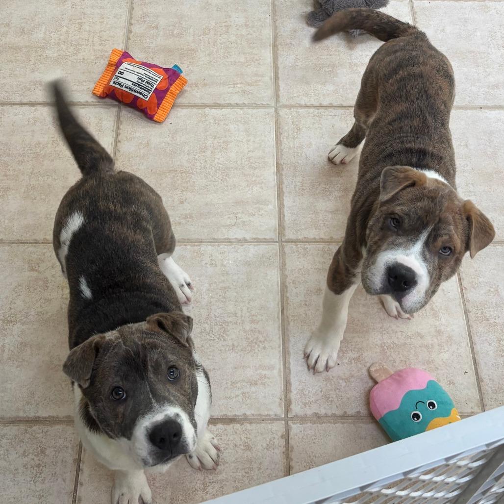 Enlarge Raisin, a Adoptable mixed breed in Raleigh, NC image 6/6