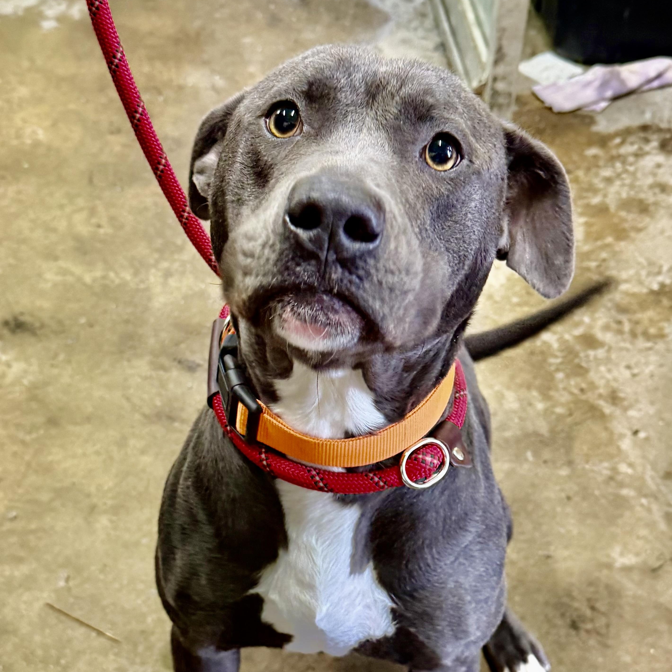 Enlarge Candi, a Adopted Mixed Breed in Gary , IN image 1/1