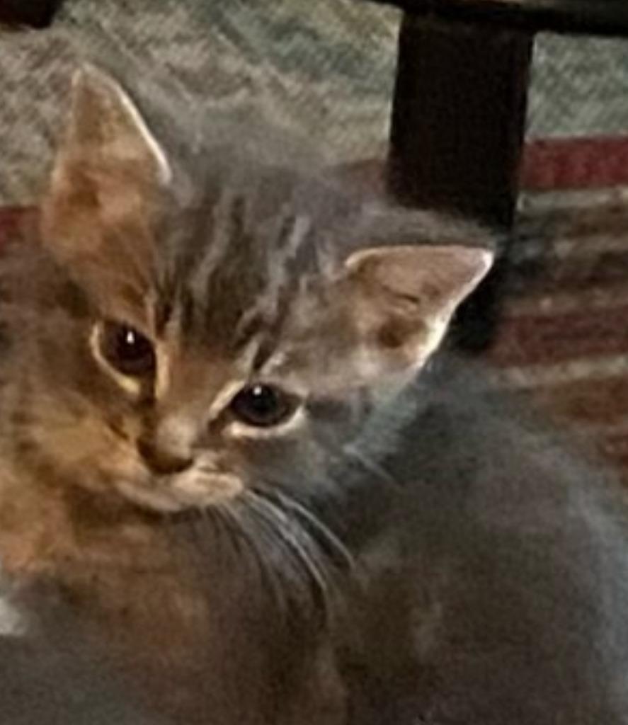 Bennie, Adopted, Kitten Male Tabby.