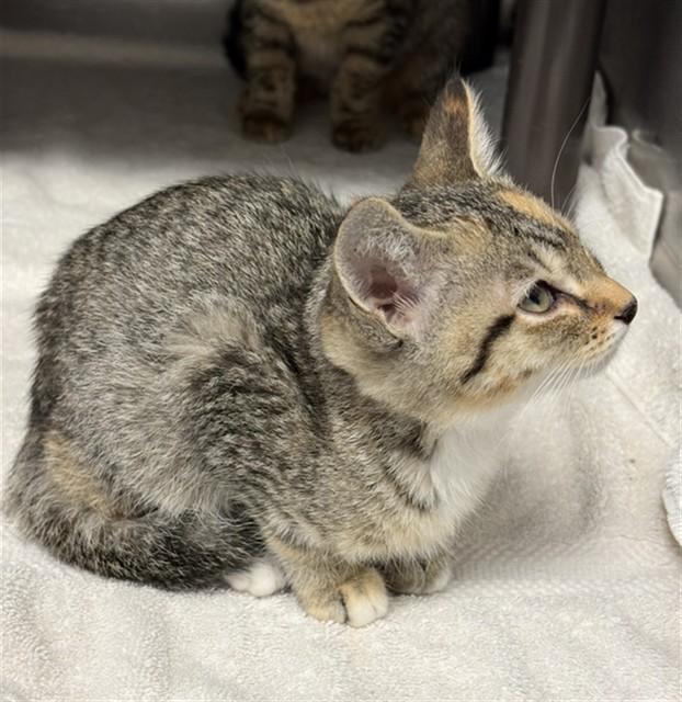 Enlarge SABINE, a Adoptable Domestic Short Hair in Augusta, GA image 1/1