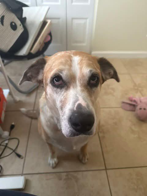 Enlarge Cookie, a Adoptable mixed breed in Tampa, FL image 1/4