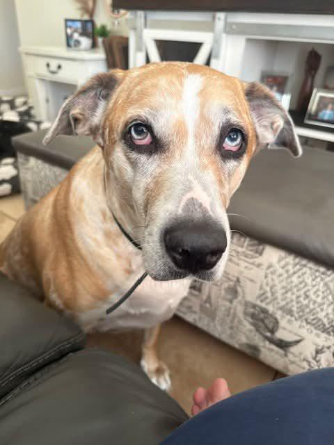 Enlarge Cookie, a Adoptable mixed breed in Tampa, FL image 2/4
