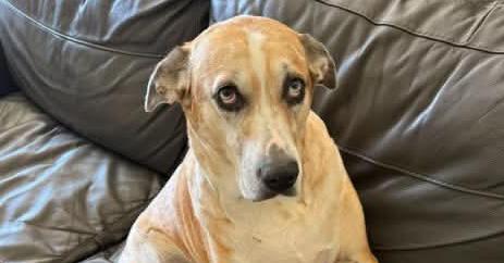 Enlarge Cookie, a Adoptable mixed breed in Tampa, FL image 3/4