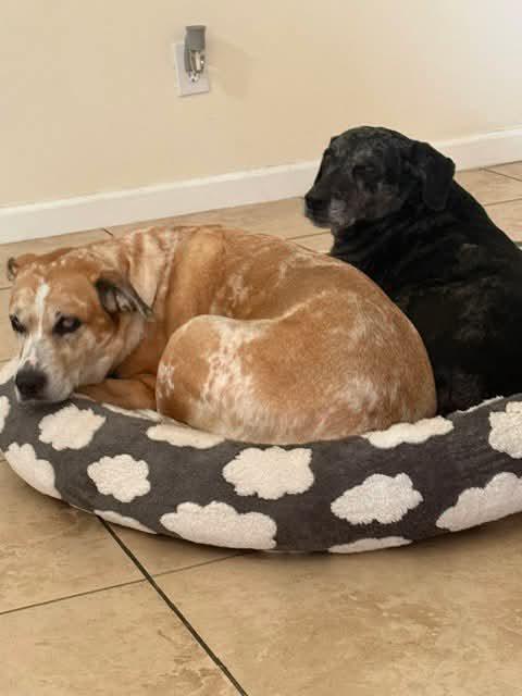 Enlarge Cookie, a Adoptable mixed breed in Tampa, FL image 4/4