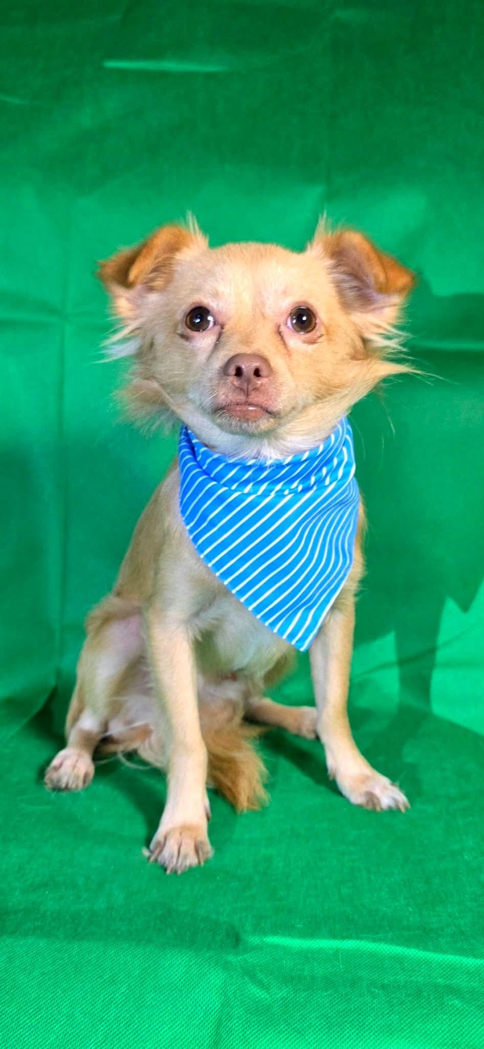 Enlarge Hugh, a Adoptable mixed breed in Portland, OR image 2/6