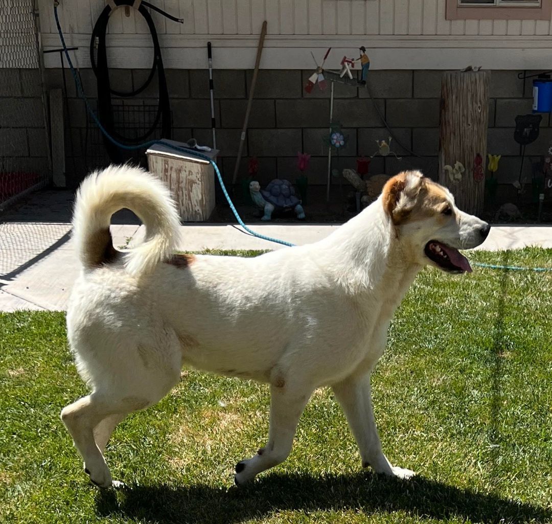 Mishka, Adoptable, Young Female Kuvasz.