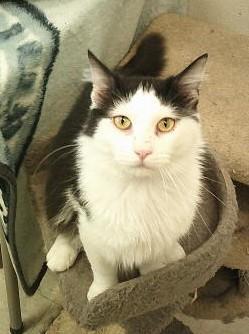 Oreo, ADOPTABLE, Adult Male Domestic Long Hair.