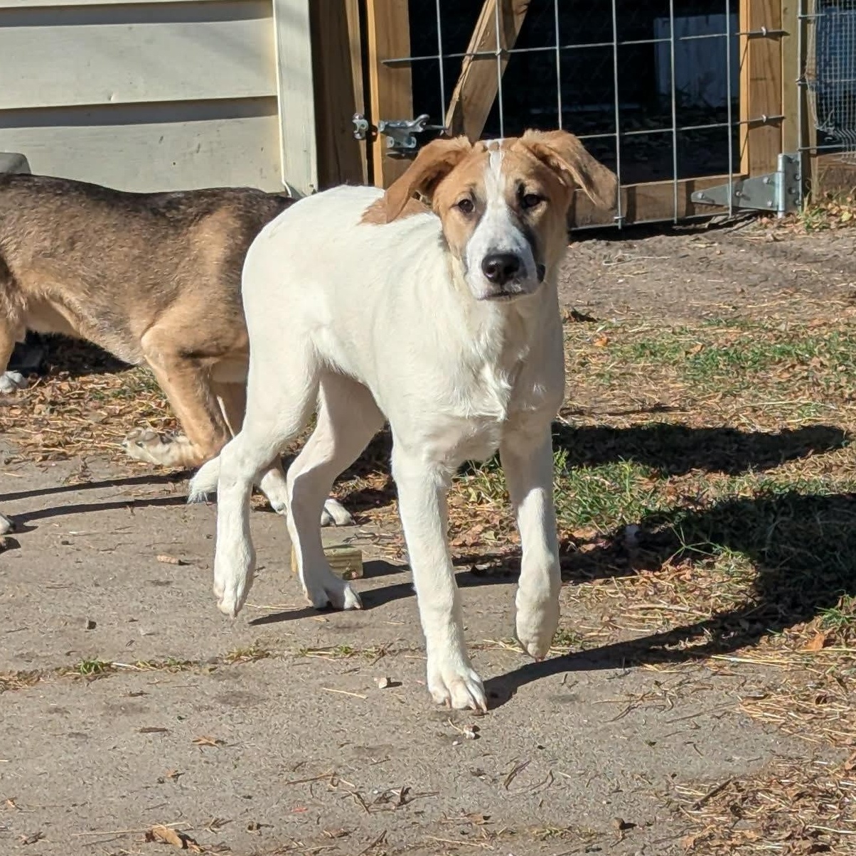 Tater — thumbnail 2