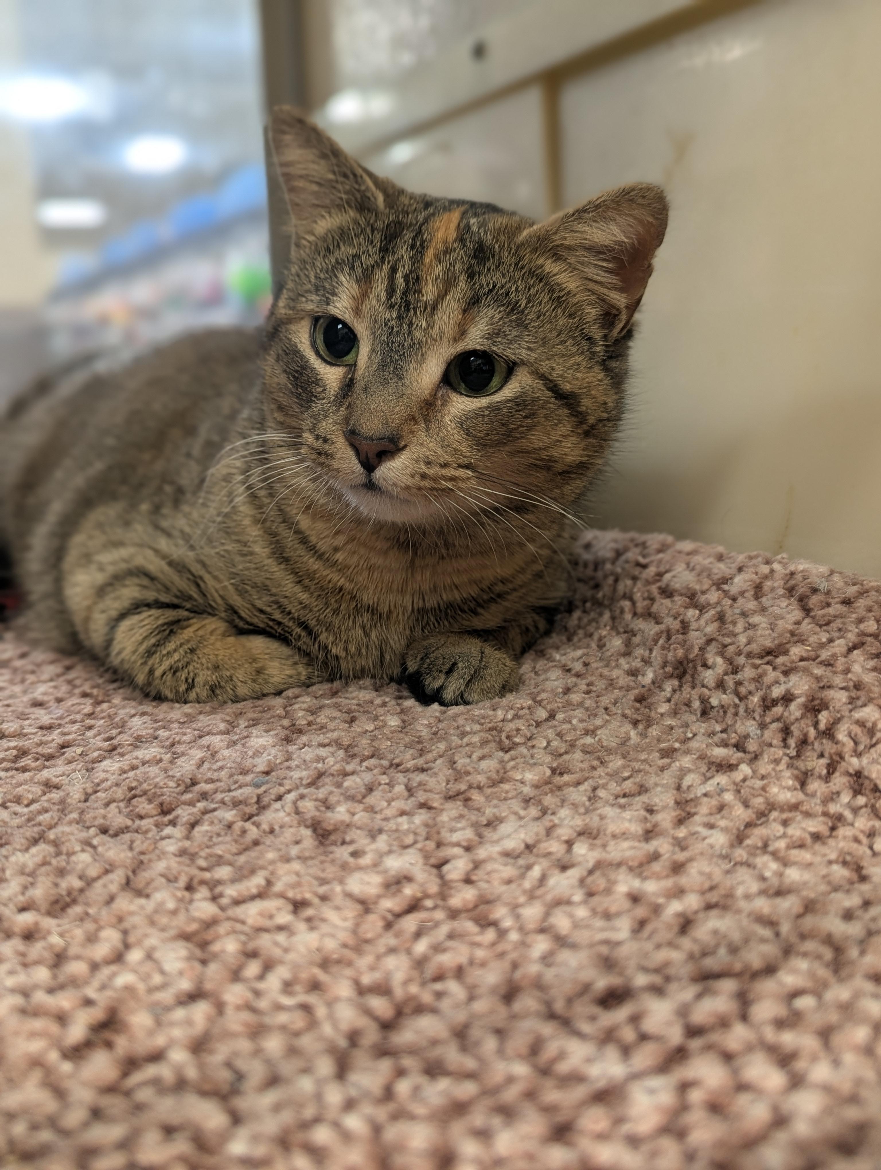 Enlarge Francine, an adopted Domestic Short Hair in PHILADELPHIA, PA image 3/3