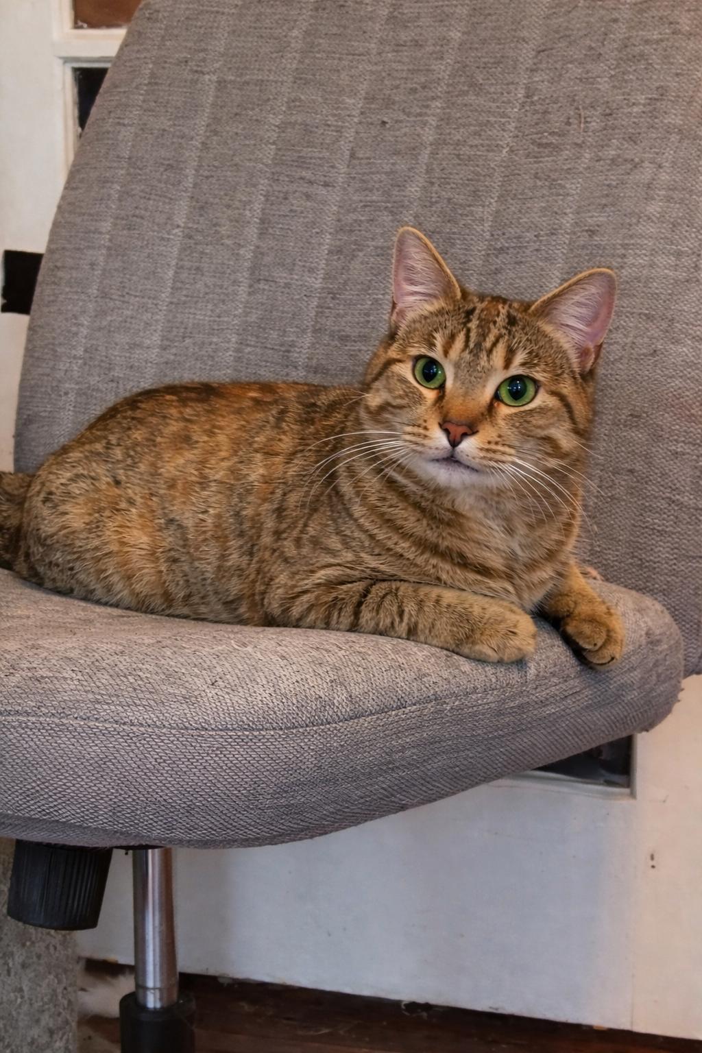 Francine, ADOPTABLE, Adult Female Domestic Short Hair.