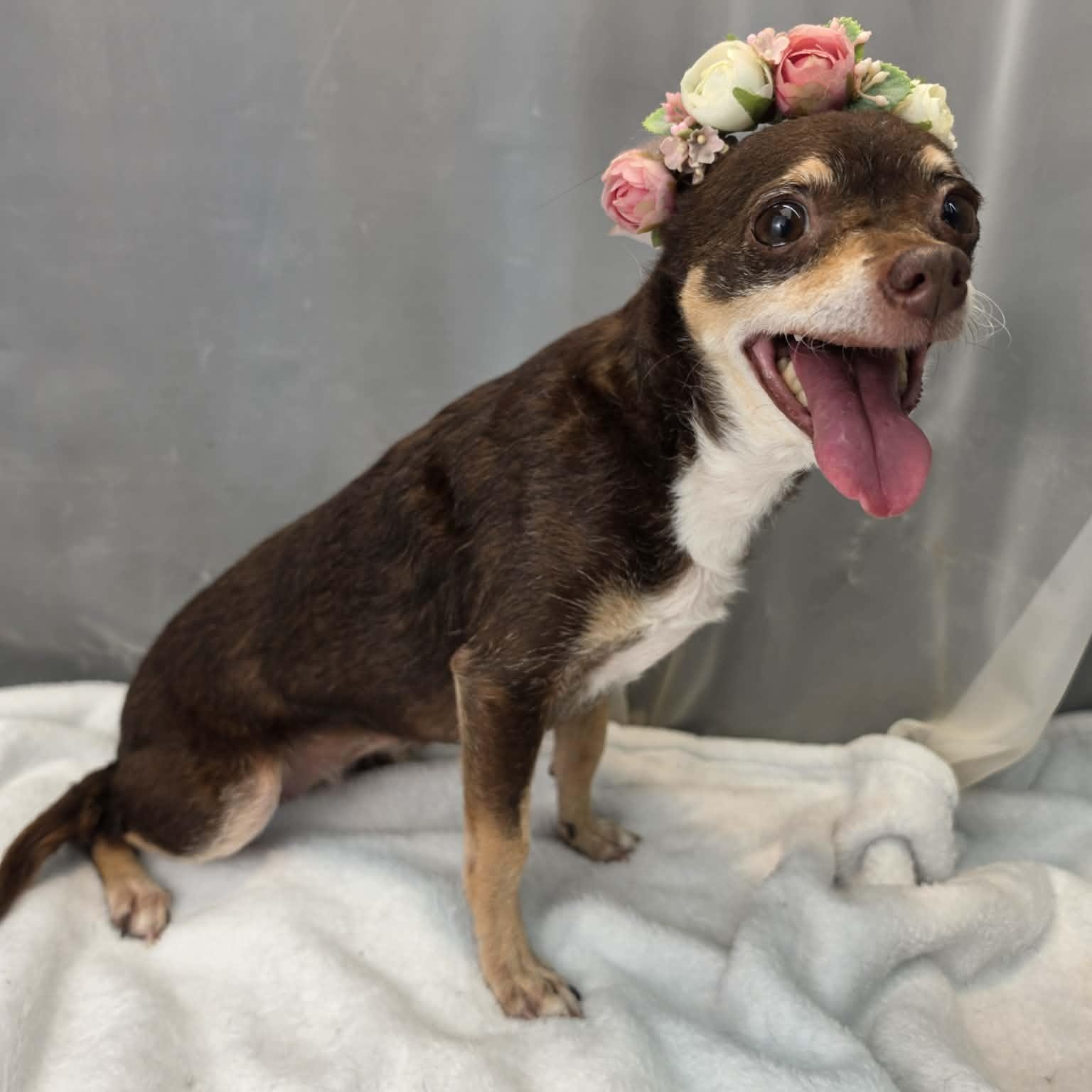 Enlarge Hazel, a Adoptable mixed breed in Southfield , MI image 3/6