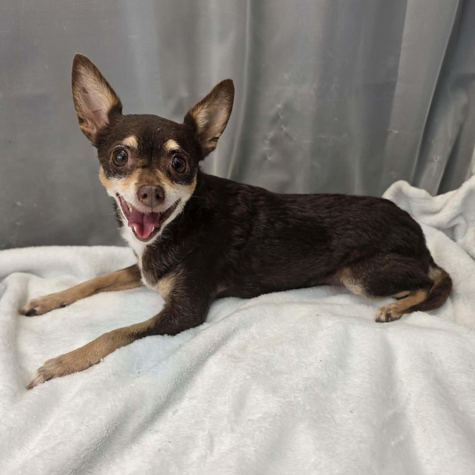 Enlarge Hazel, a Adoptable mixed breed in Southfield , MI image 5/6