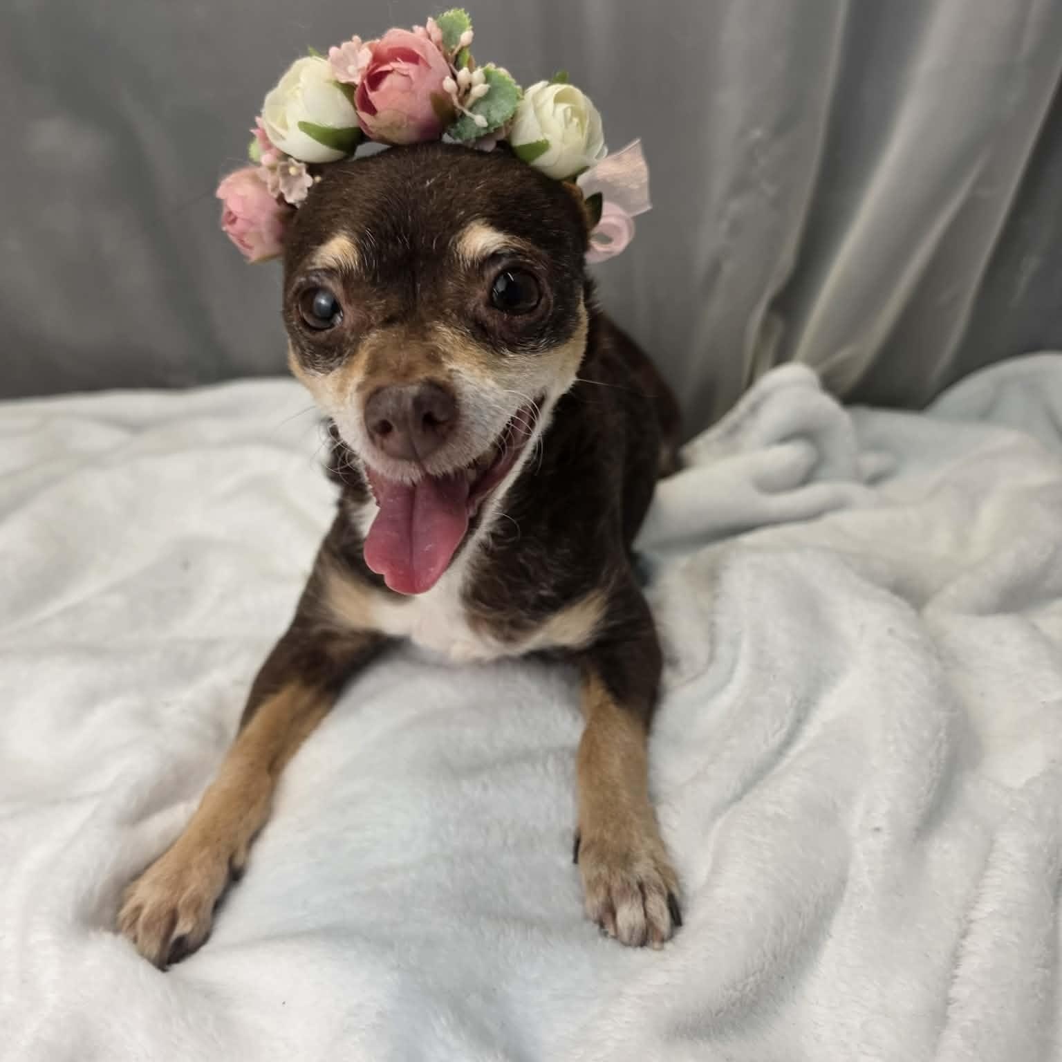 Enlarge Hazel, a Adoptable mixed breed in Southfield , MI image 2/6