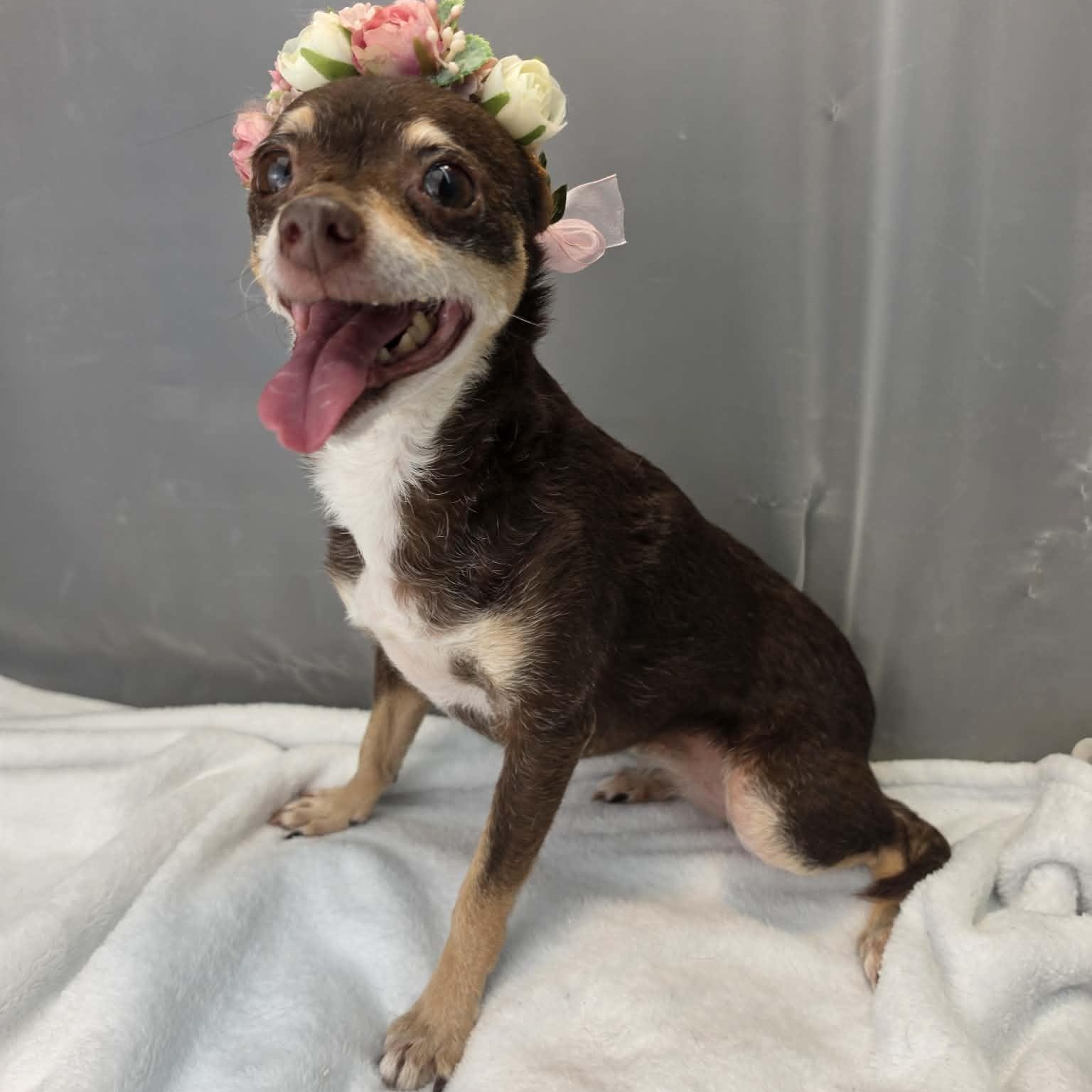 Enlarge Hazel, a Adoptable mixed breed in Southfield , MI image 6/6