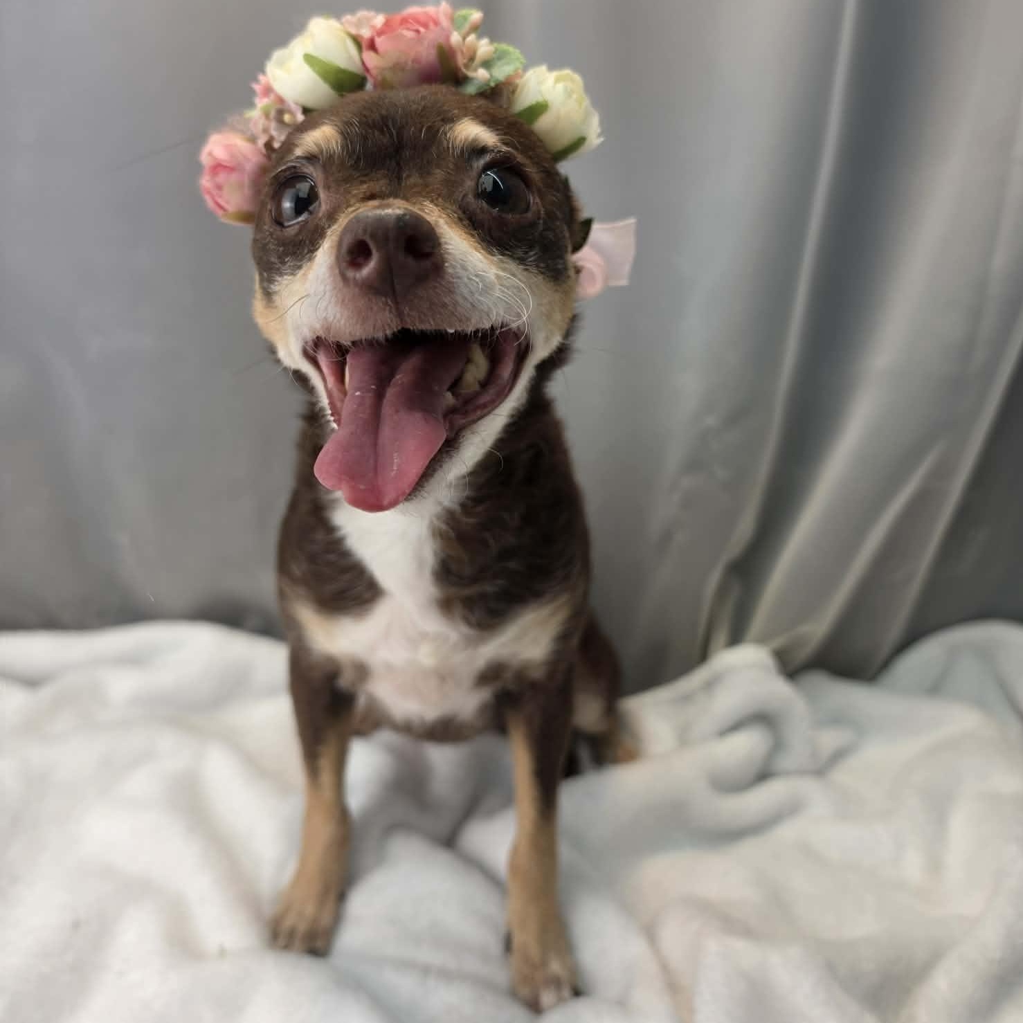 Hazel, Adoptable, Adult Female Chihuahua.