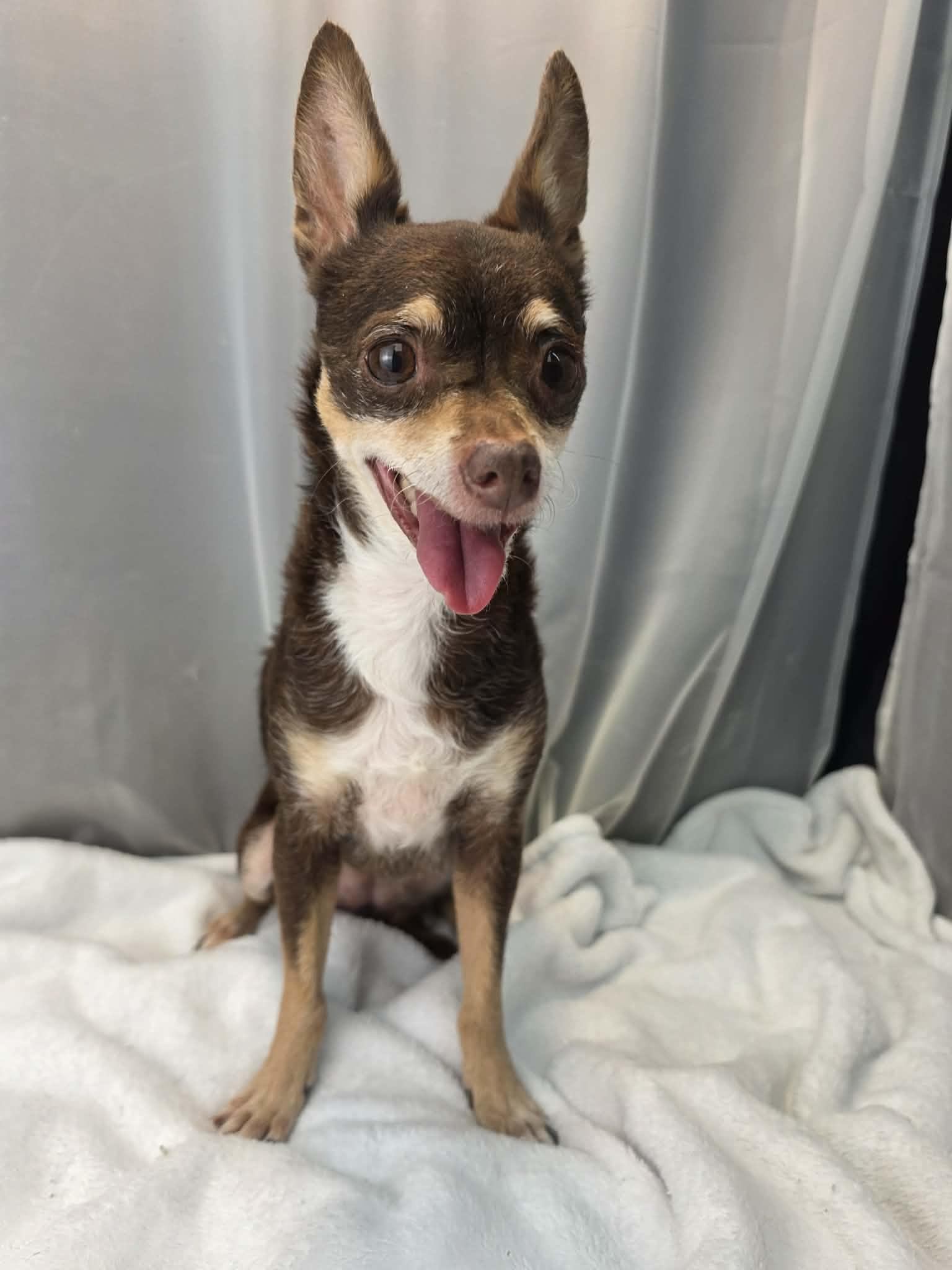 Enlarge Hazel, a Adoptable mixed breed in Southfield , MI image 4/6