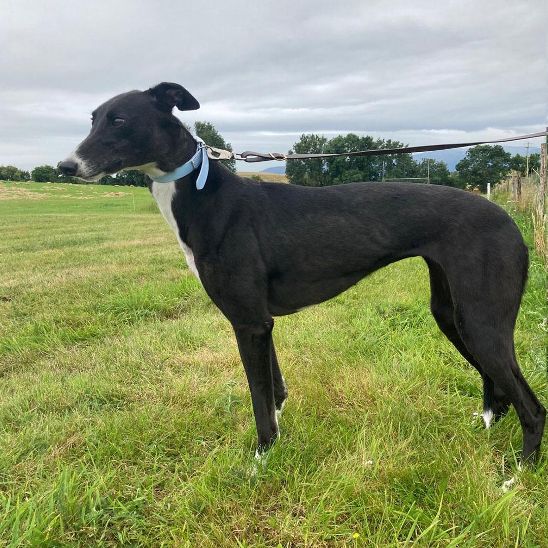 Debbie, an adopted Greyhound in Orange, CT image 4/4