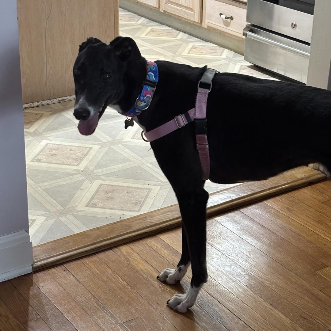 Debbie, an adopted Greyhound in Orange, CT image 2/4