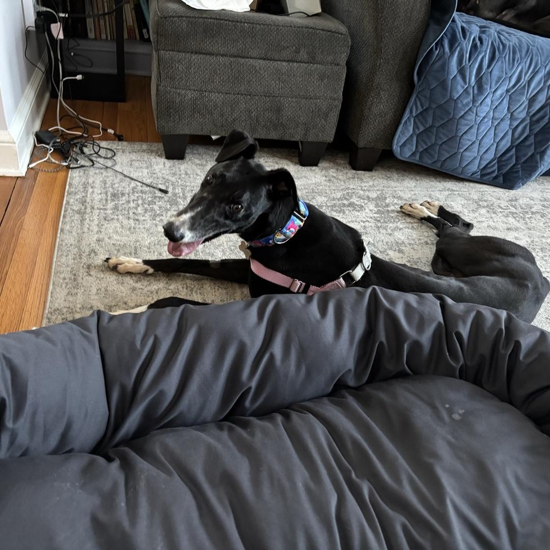 Debbie, an adopted Greyhound in Orange, CT image 3/4