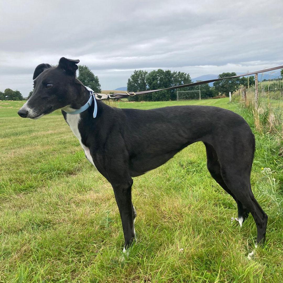 Debbie, an adopted Greyhound in Orange, CT image 1/4