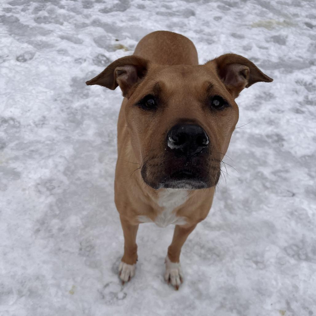 Lola, Adoptable, Senior Female Mixed Breed.