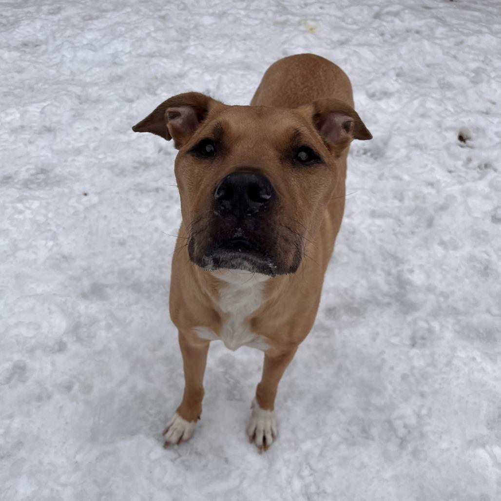 Enlarge Lola, a Adoptable Mixed Breed in Fairport, NY image 2/6