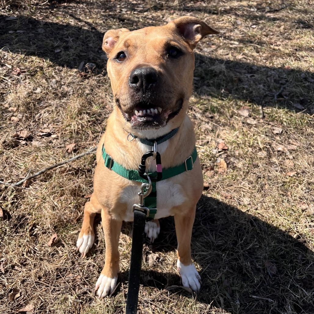 Enlarge Lola, a Adoptable Mixed Breed in Fairport, NY image 3/6