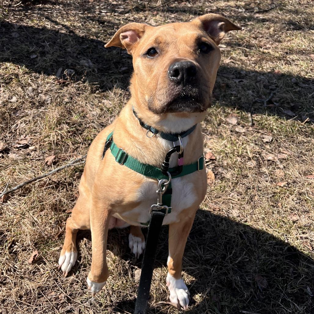 Enlarge Lola, a Adoptable Mixed Breed in Fairport, NY image 4/6