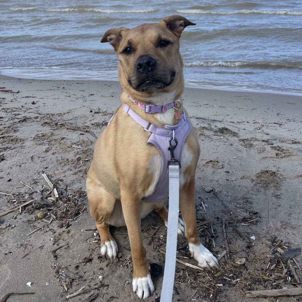 Enlarge Lola, a Adoptable Mixed Breed in Fairport, NY image 5/6