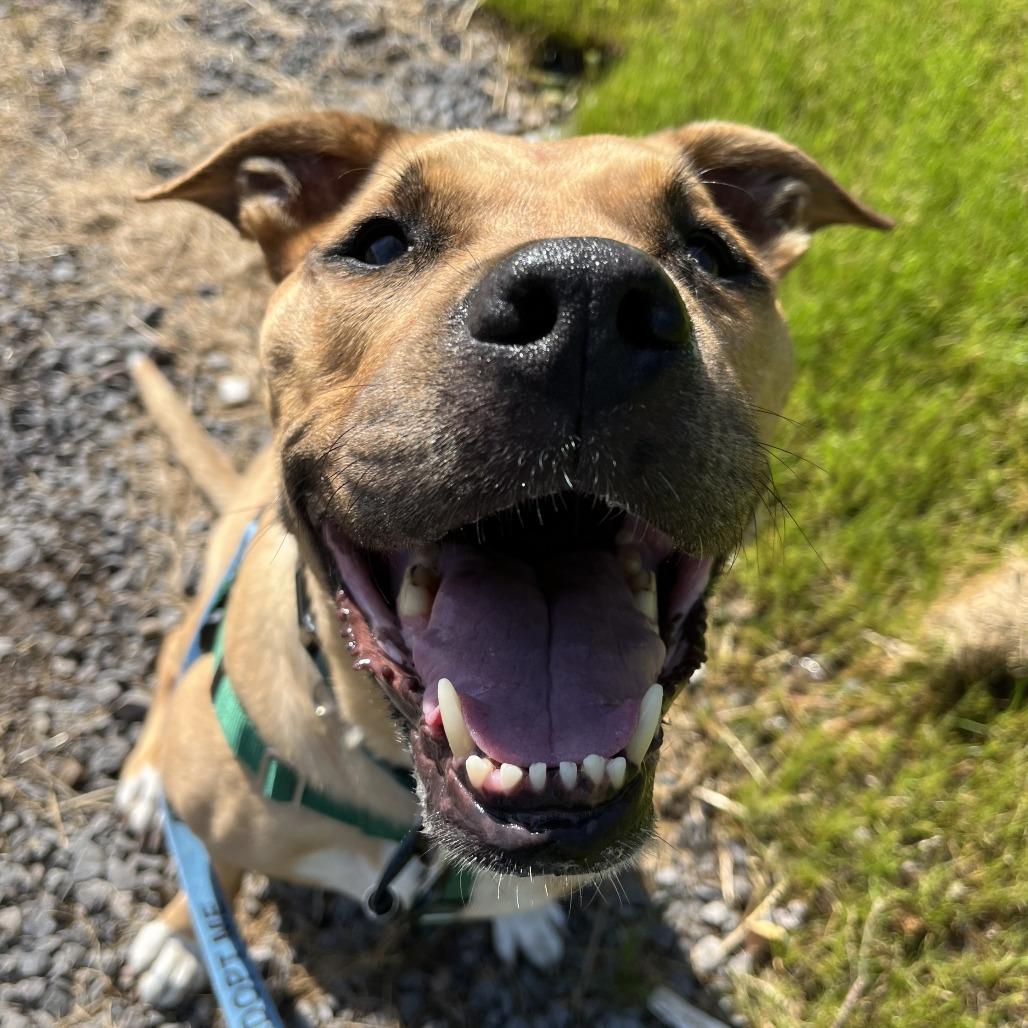 Lola, a Adoptable Mixed Breed in Fairport, NY image 5/6