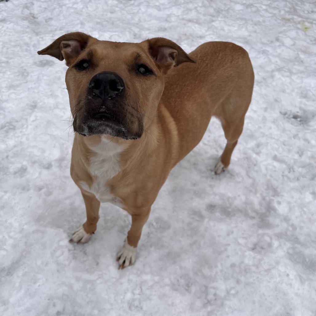 Enlarge Lola, a Adoptable Mixed Breed in Fairport, NY image 6/6