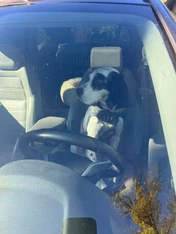 No Longer Accepting Applications - Maverick, Adoptable, Senior Male English Setter.