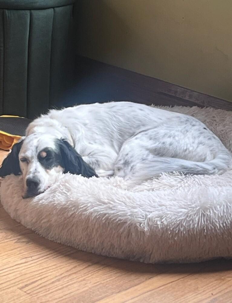 Enlarge No Longer Accepting Applications - Maverick, a Adoptable English Setter in Wauwatosa, WI image 2/6