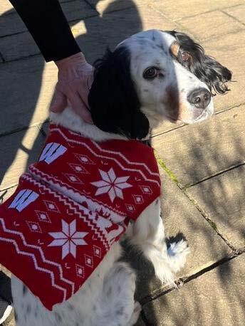 Enlarge No Longer Accepting Applications - Maverick, a Adoptable English Setter in Wauwatosa, WI image 3/6
