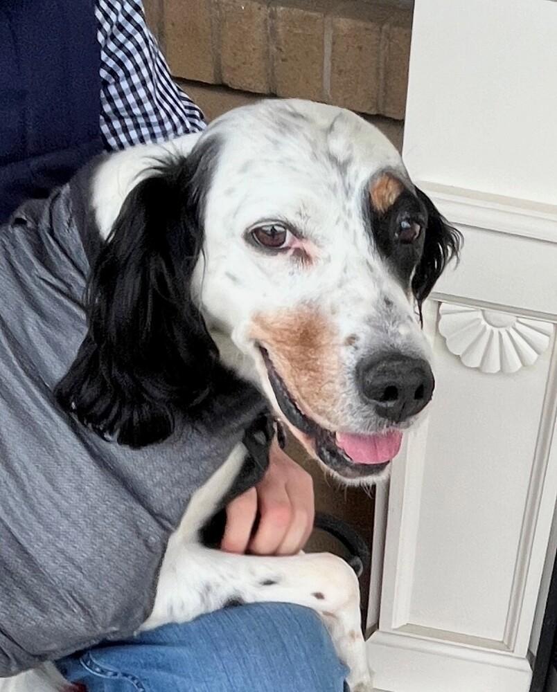 Enlarge No Longer Accepting Applications - Maverick, a Adoptable English Setter in Wauwatosa, WI image 4/6