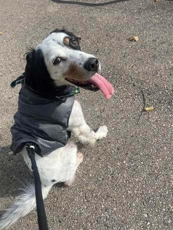 Enlarge No Longer Accepting Applications - Maverick, a Adoptable English Setter in Wauwatosa, WI image 6/6