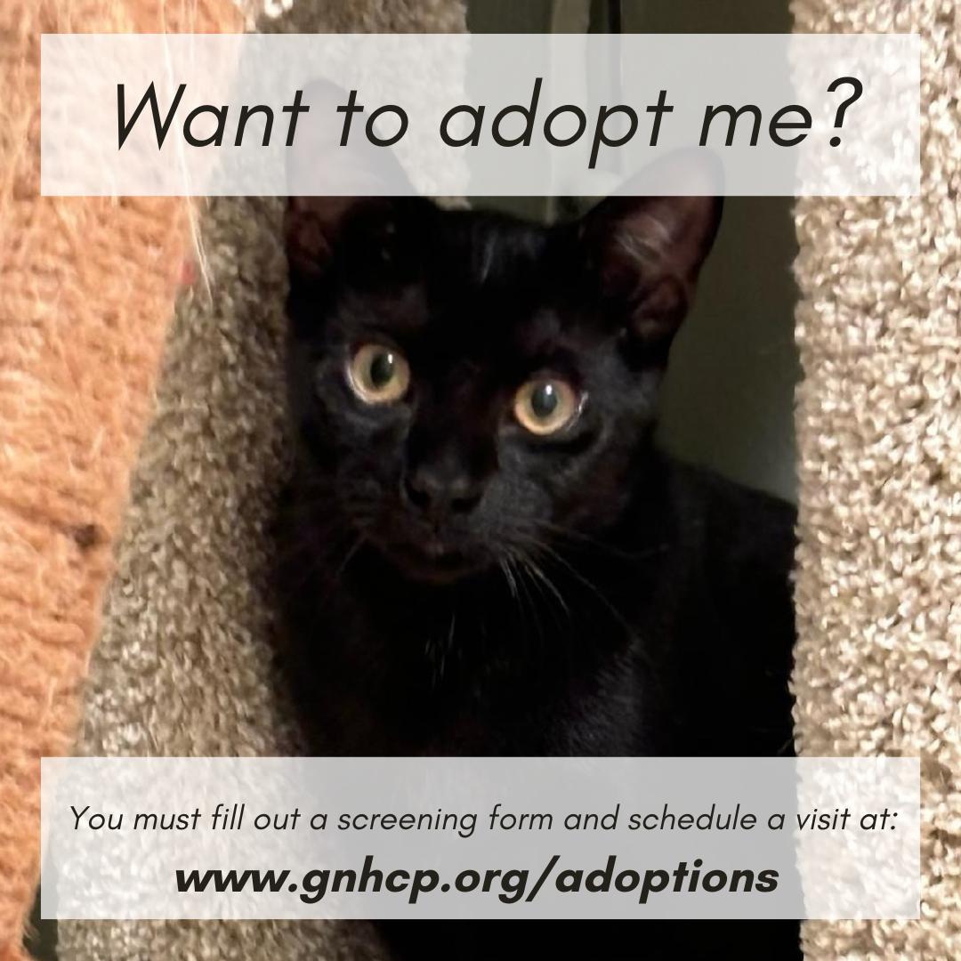 Quinn, a Adoptable Domestic Short Hair image 3/3