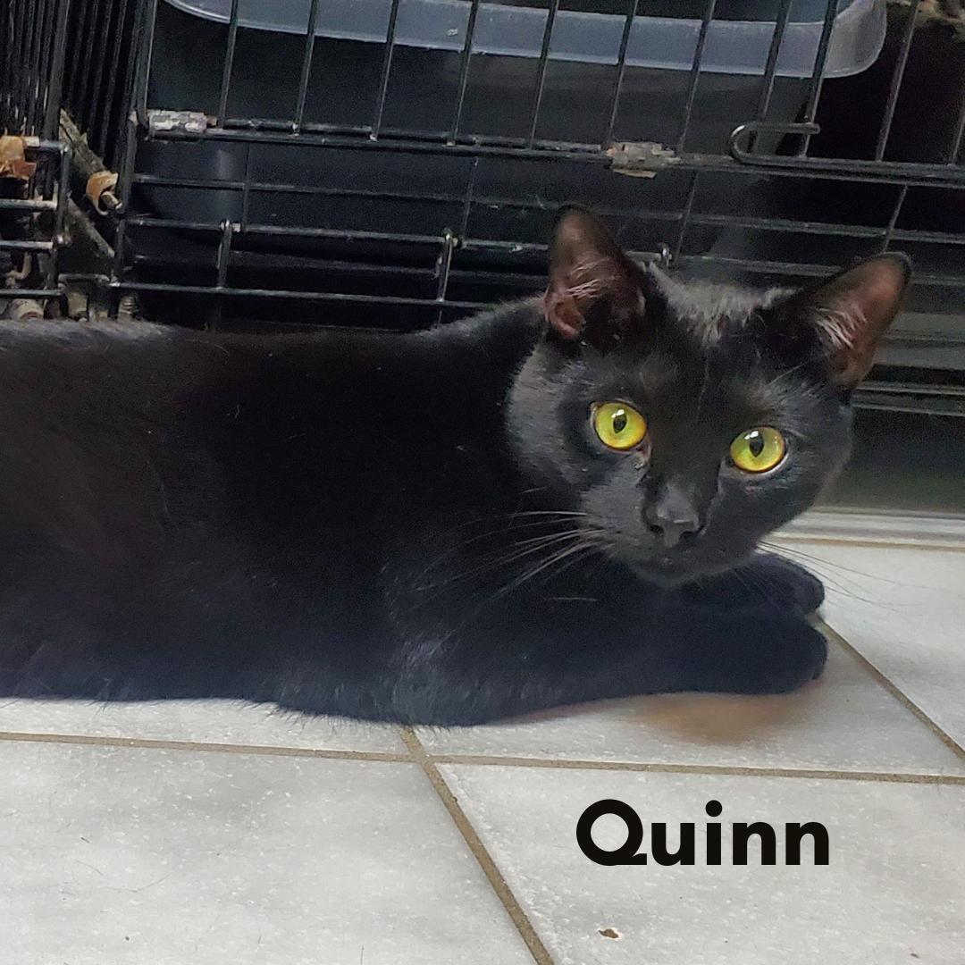 Quinn, a Adoptable Domestic Short Hair image 1/3