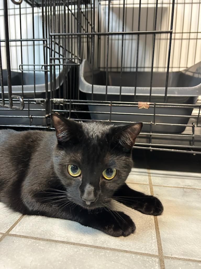 Quinn, a Adoptable Domestic Short Hair image 2/3