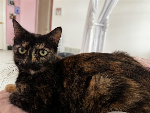 MICHONNE, Adoptable, Adult Female Domestic Short Hair.