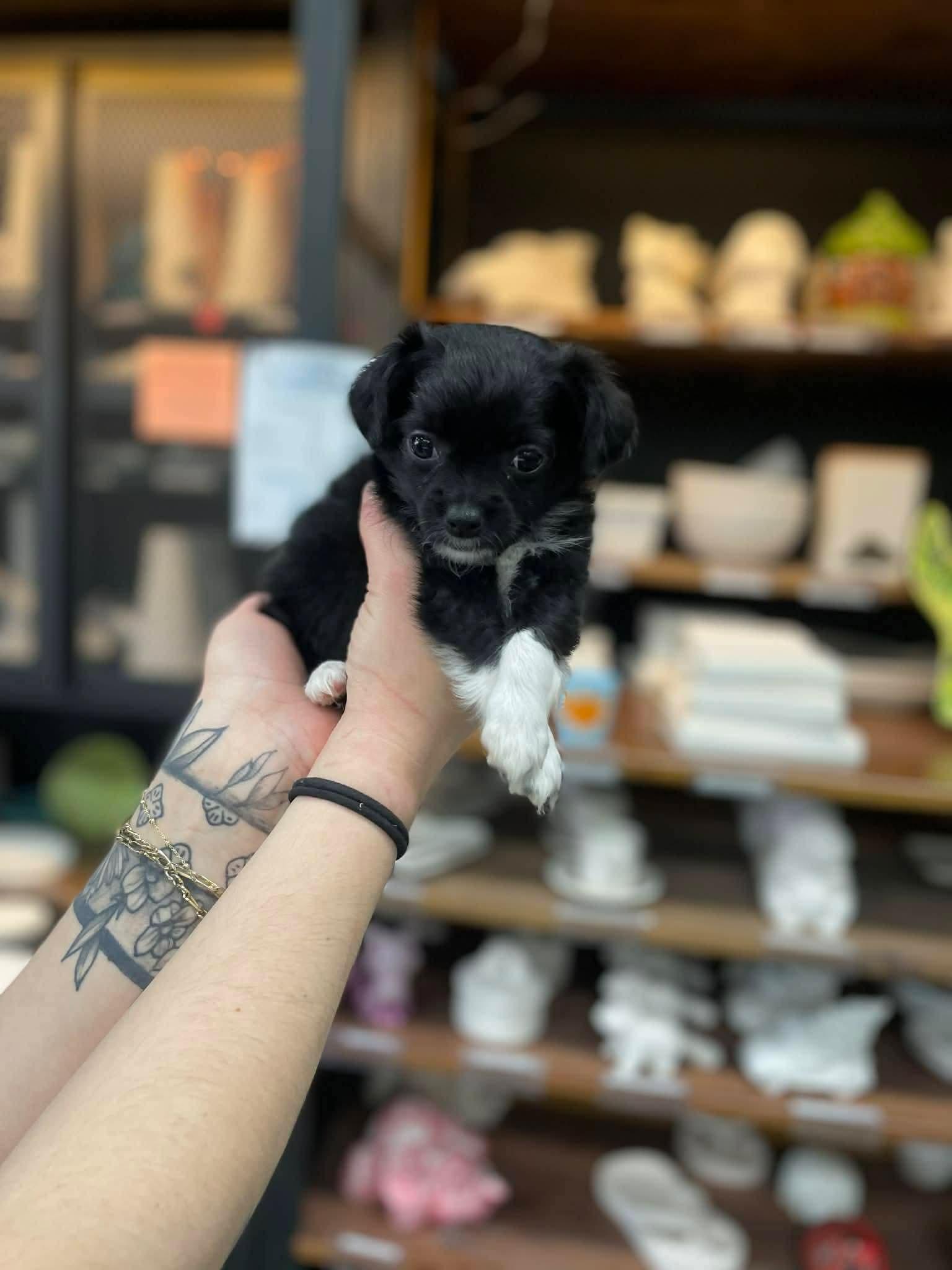 Enlarge Charm, a Adopted Shih Tzu in New London, WI image 1/3