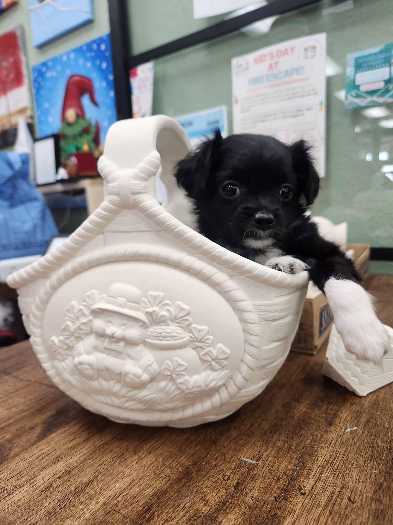 Enlarge Charm, a Adopted Shih Tzu in New London, WI image 2/3