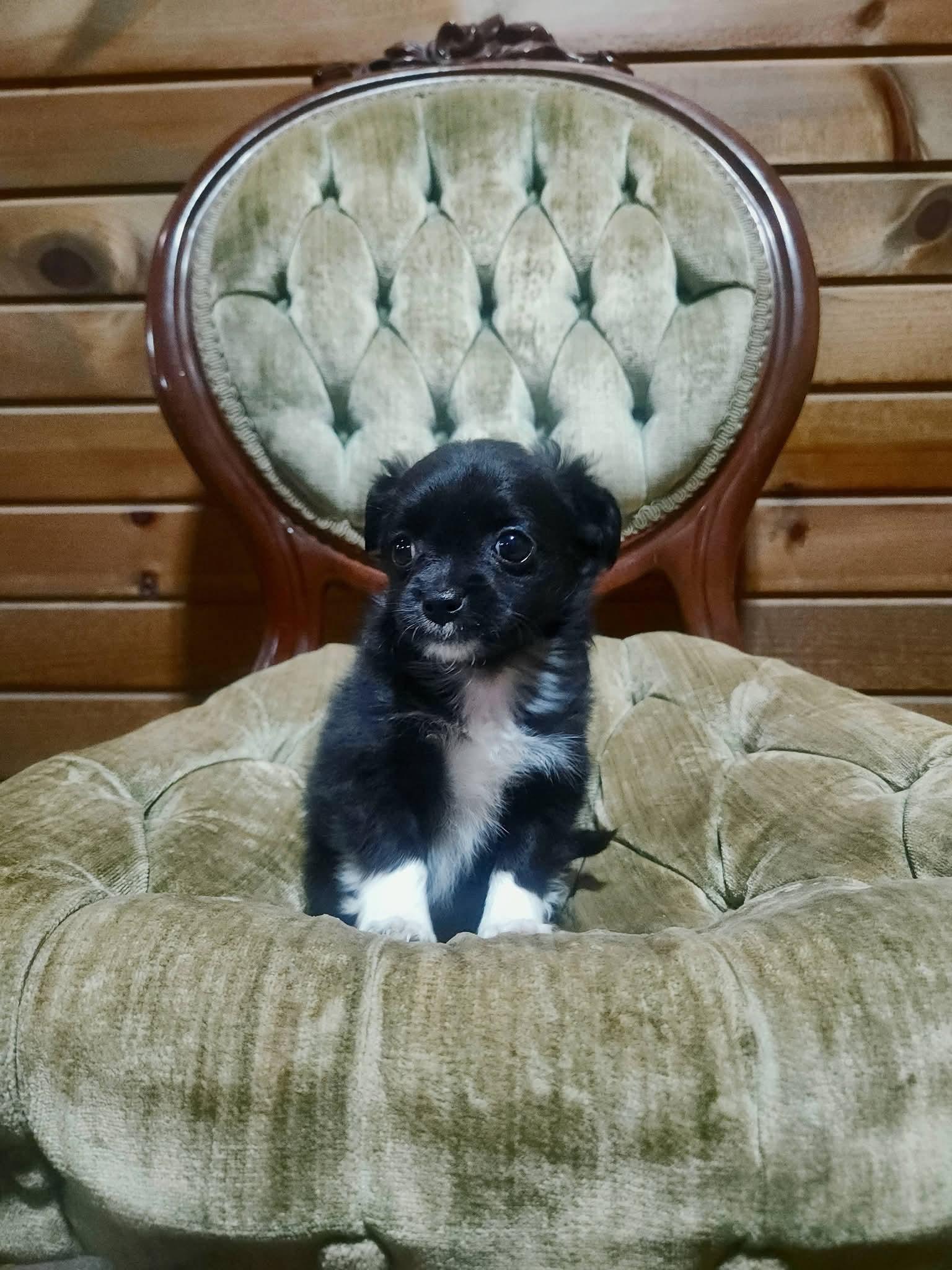 Enlarge Charm, a Adopted Shih Tzu in New London, WI image 3/3