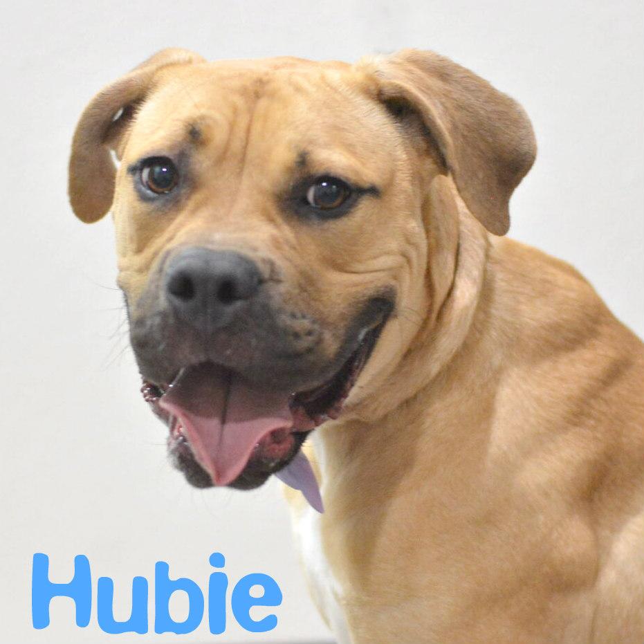 Hubie, an adoptable Boxer in Lake Havasu City, AZ, 86406 | Photo Image 1