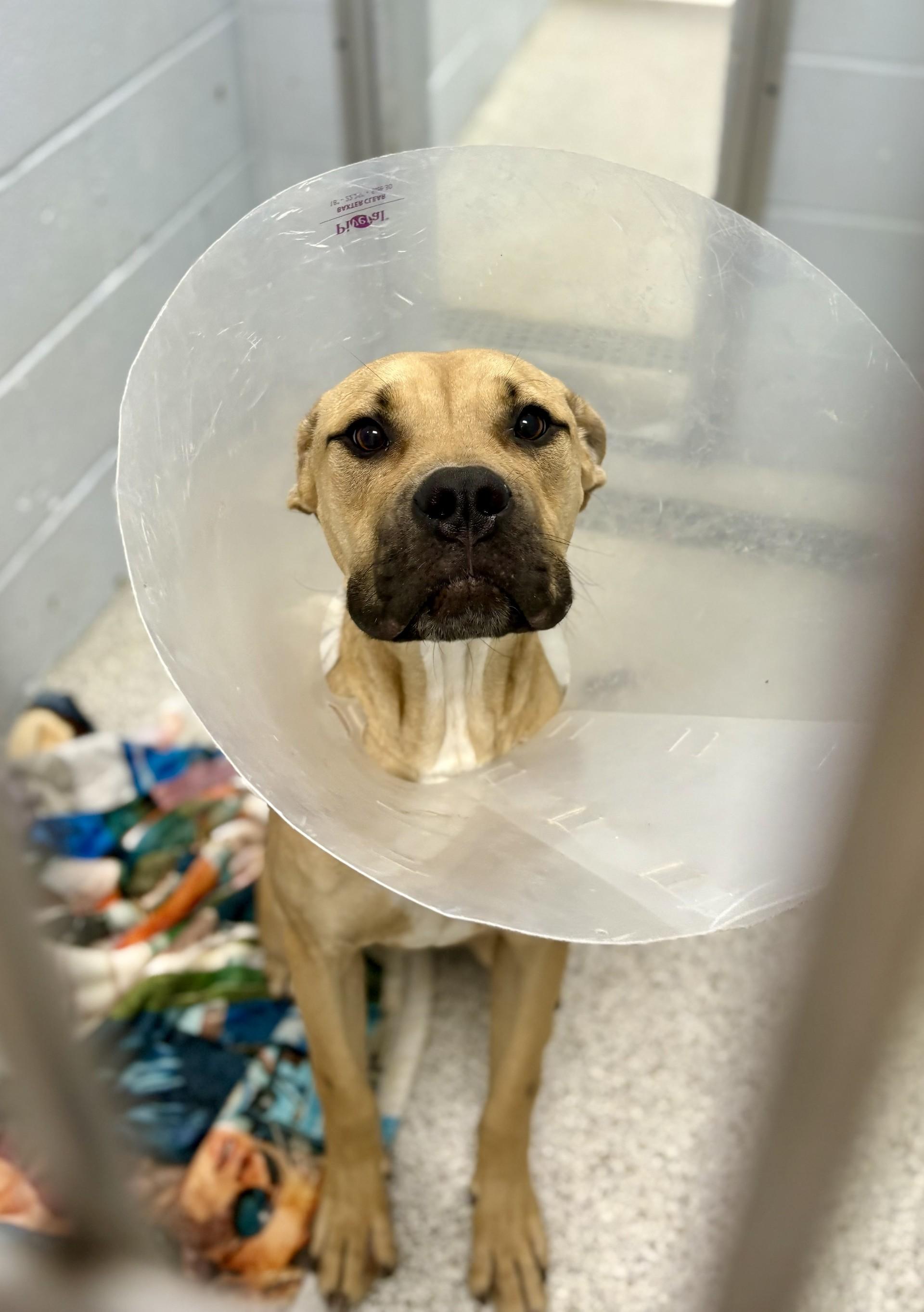 Hubie, an adoptable Boxer in Lake Havasu City, AZ, 86406 | Photo Image 2